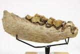 Fossil Irish Elk (Megaloceros) Jaw Section - North Sea Deposits #264733-2